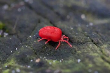 20 Tiny Orange Bugs (With Pictures and Identification)