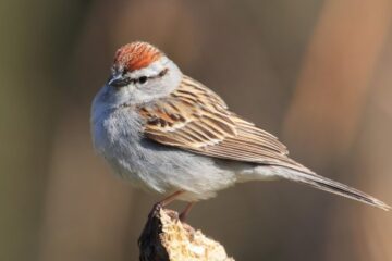 36 Small Birds in New Jersey (With Pictures and Identification)
