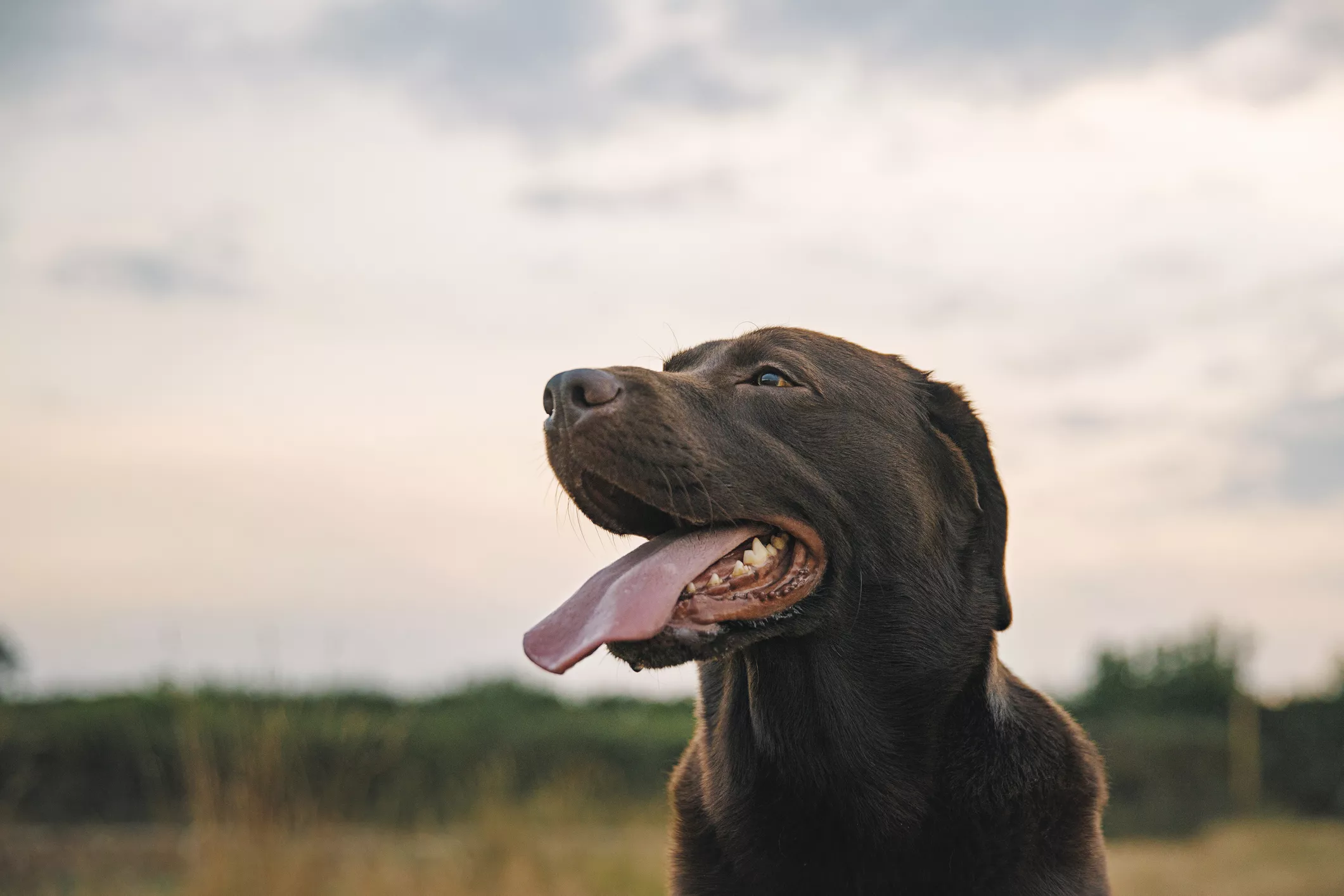 Profile of a Chocolate Labrador Retriever with his Tongue Out at Sunset