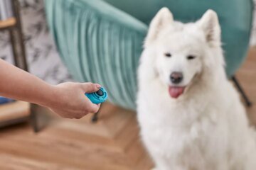 How to Clicker Train Your Dog