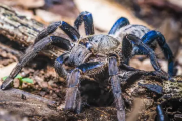18 Most Aggressive Tarantulas (With Pictures)