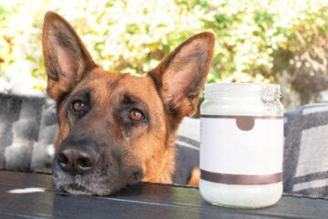 Discover the Top 5 Ways to Use Coconut Oil for Dogs’ Health and Happiness