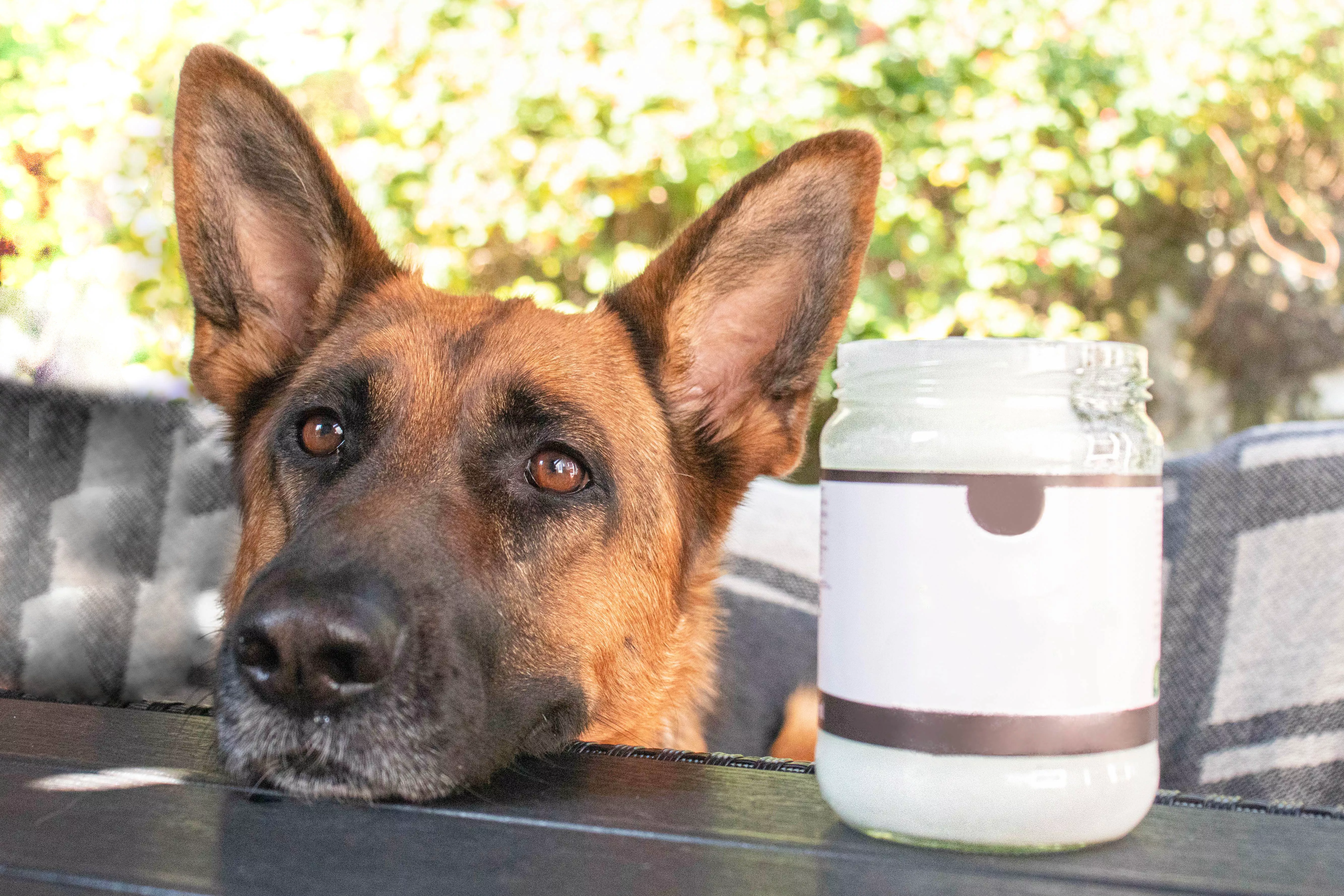 German Shepard dog laying its head on table next to jar of coconut oil