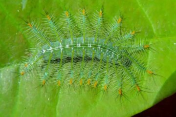 44 Beautiful, Cute Caterpillar Species (Pictures and Names)