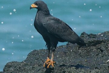 26 Types of Hawks (With Pictures and Identification)