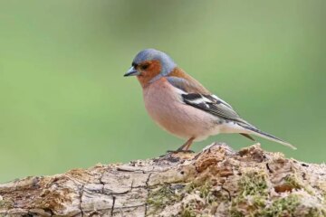 45 Common Types of Finches (With Pictures and Identification)