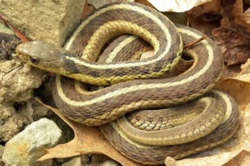 7 Garter Snakes in Pennsylvania with Pictures and Identification