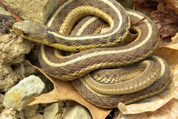 34 Snakes in Ohio (With Pictures and Identification)
