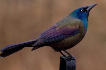 21 Types of Black Birds With Blue Heads (Pictures, Identification)