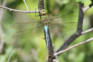 15 Dragonflies in Massachusetts (With Pictures and Identification)