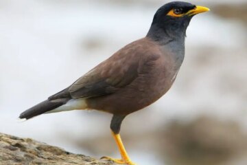 50 Most Popular Birds of Hawaii (With Pictures and Identification)