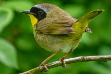40 Yellow Birds in Michigan (Pictures and Identification)