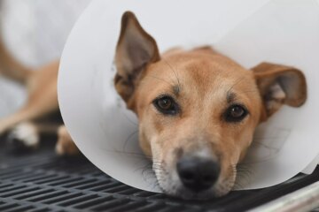 Cone of Shame: When Your Dog Needs It—and Some Alternatives