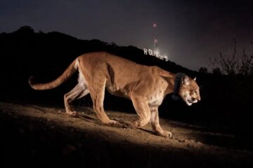 Discover the Hidden World of Cougars in California