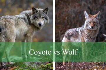 Coyote vs Wolf: What Are the Key Differences You Need to Know?