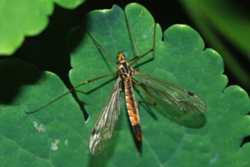 23 Bugs That Look Like Giant Mosquitoes (With Pictures)