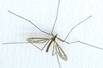16 Bugs that Look like Mosquitoes (Pictures and Identification)