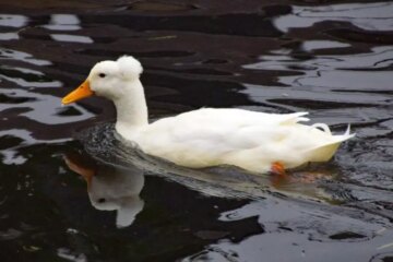 20 Types of Ducks with Mohawks (Pictures and Identification)