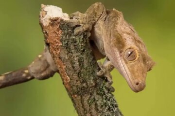 Crested Gecko Humidity: Tips for a Healthy Environment