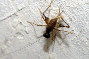 34 Types of Bathroom Bugs (Identification and Pictures)