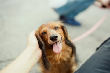 6 Places Where Dogs Like to Be Pet
