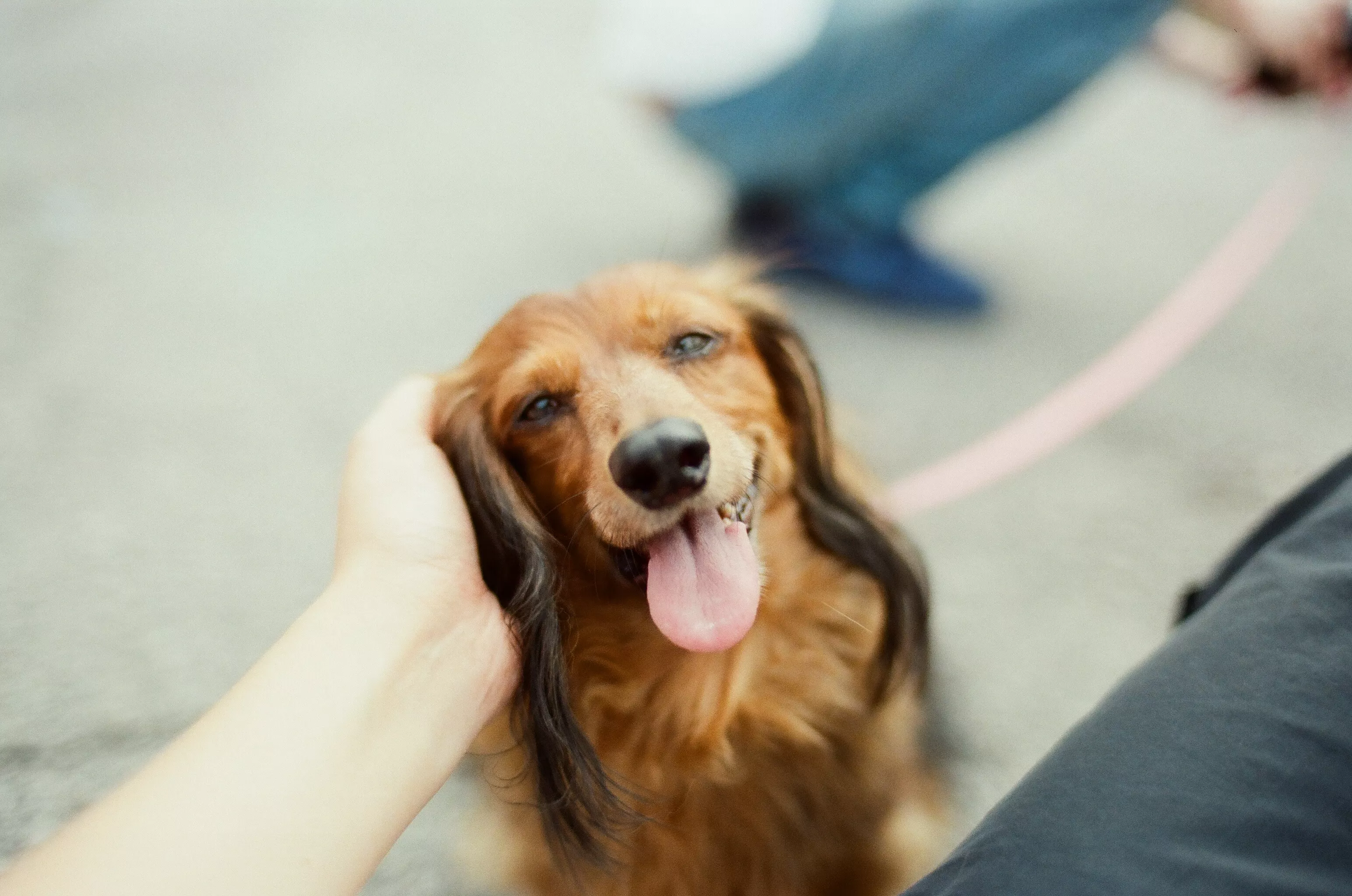 Places Where Dogs Like to Be Pet