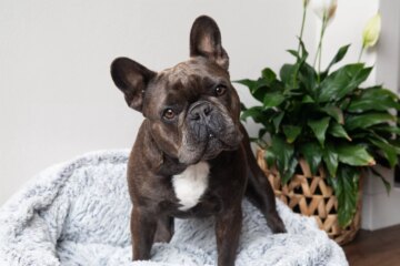 The Top 35 Cutest Dog Breeds That Redefine Adorable