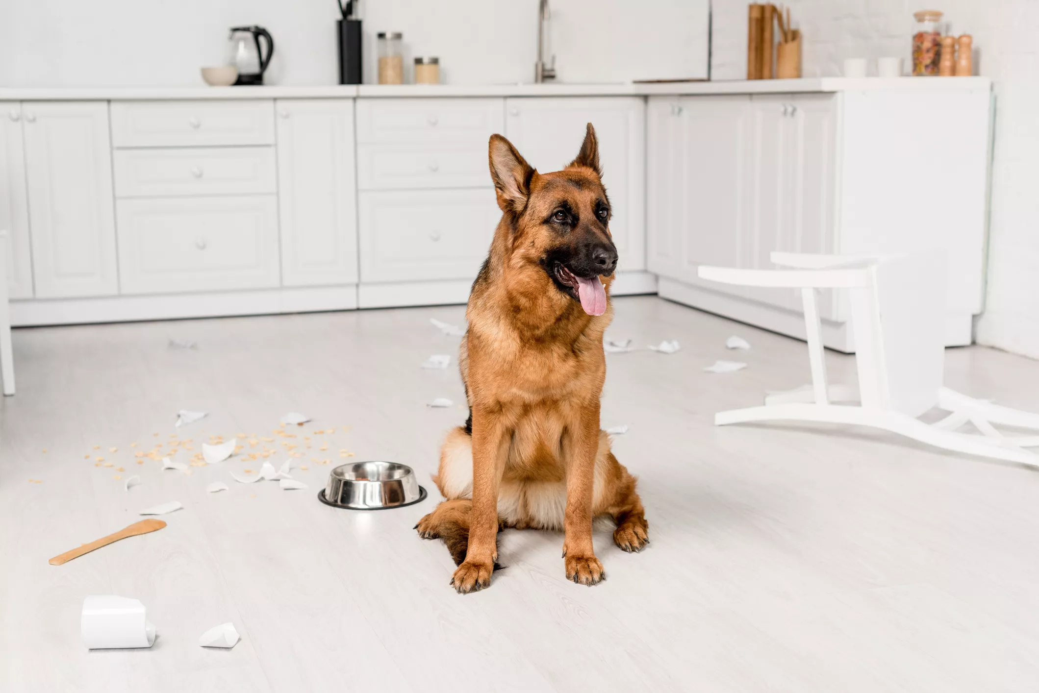 cute German Shepherd sitting on floor with metal bowl and broken dishes in kitchen