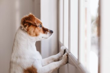 10 Safety Tips for Dog Owners