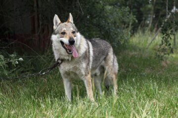 Should You Keep a Wolf Dog as a Pet?