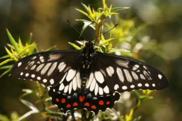 Yellow and Black Butterfly: 23 Types and Pictures