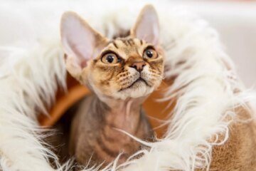 16 Smallest Cat Breeds You’ll Instantly Fall in Love With