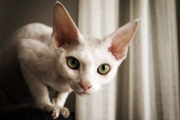 15 Captivating Cats with Big Eyes: Must-Know Breeds Unveiled