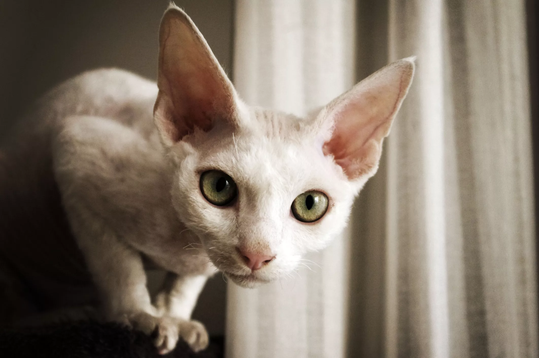 Devon Rex cat with big green eyes