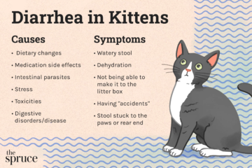 Kitten Diarrhea Treatment: Recognize When to Call the Vet