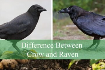 Difference Between Crow and Raven: Find Out Here