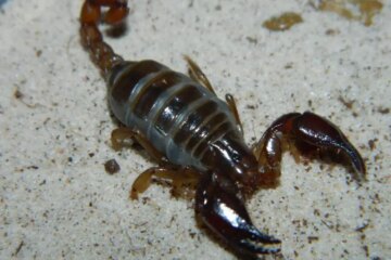 21 Types of Scorpions in Texas (With Pictures and Identification)