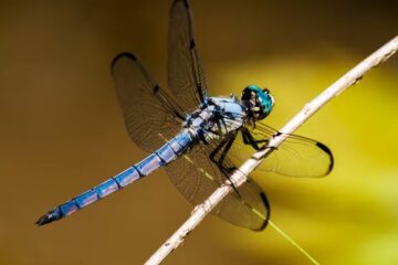 Do Dragonflies Bite? Surprising Facts You Didn’t Know