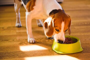 Is Wet Food Good for Dogs? A Look at the Pros and Cons