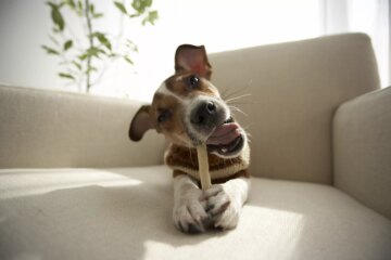 Finding the Best Dog Chews