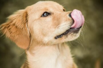 Understanding Why Dogs Lick Lips: Body Language Explained