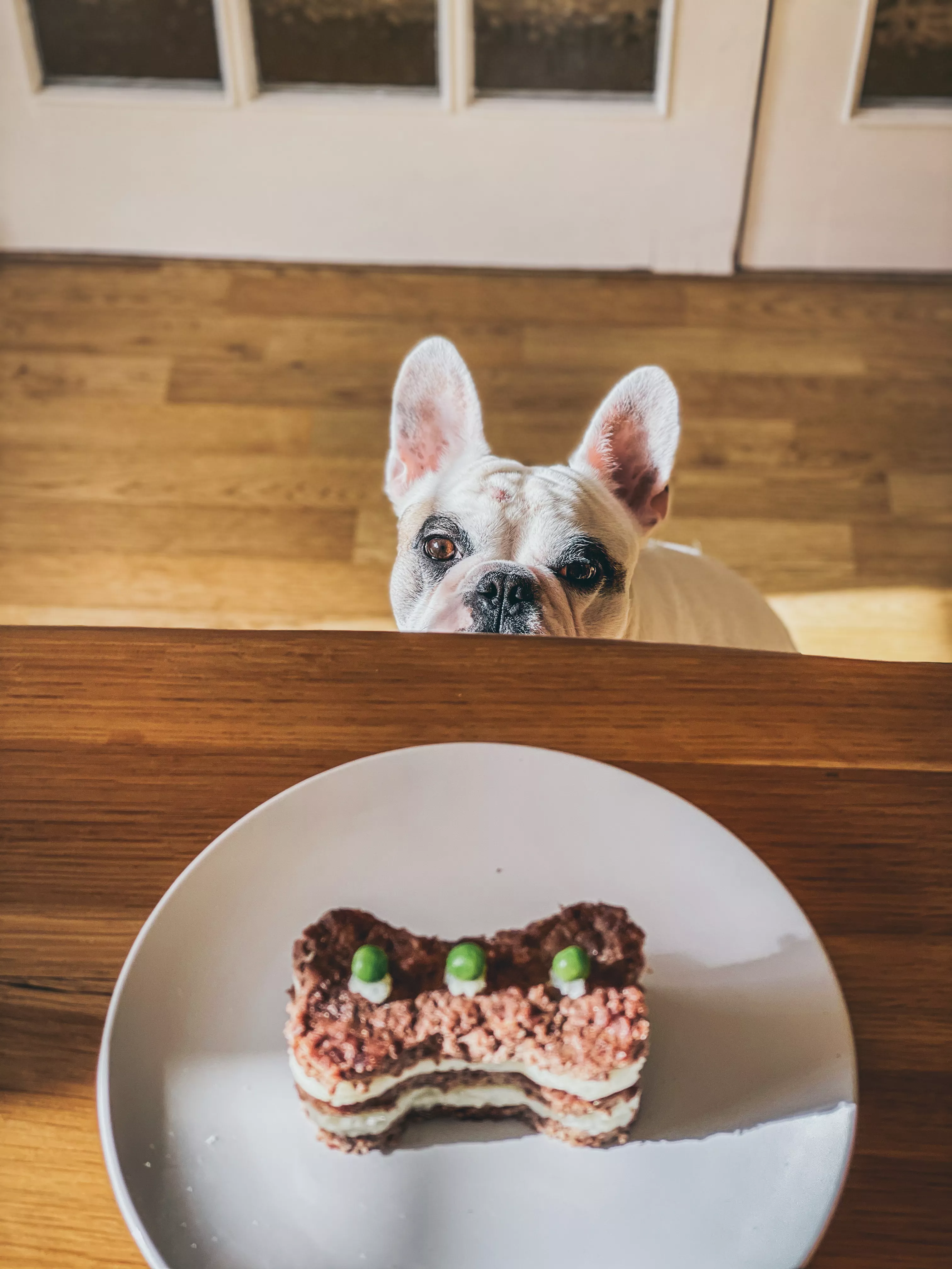 dog staring at treat with peas