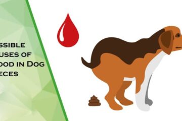 Dog Pooping Blood? Signs, Causes, and Solutions!