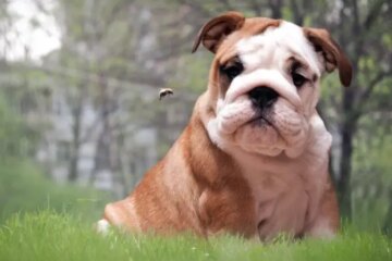 Dog Stung by Bee? Here’s What You Need to Do Right Away!