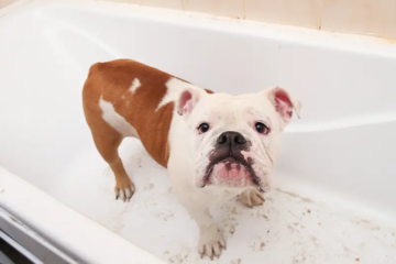 Why Is My Dog Throwing Up White Foam?