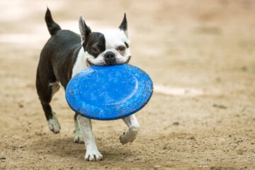 How to Keep Your Dog Safe From Leptospirosis in an Outbreak