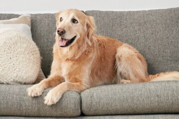 Understanding Whale Eye in Dogs: Signs Your Pet is Anxious