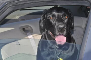 Best Way to Restrain a Dog in Your Car for Safety