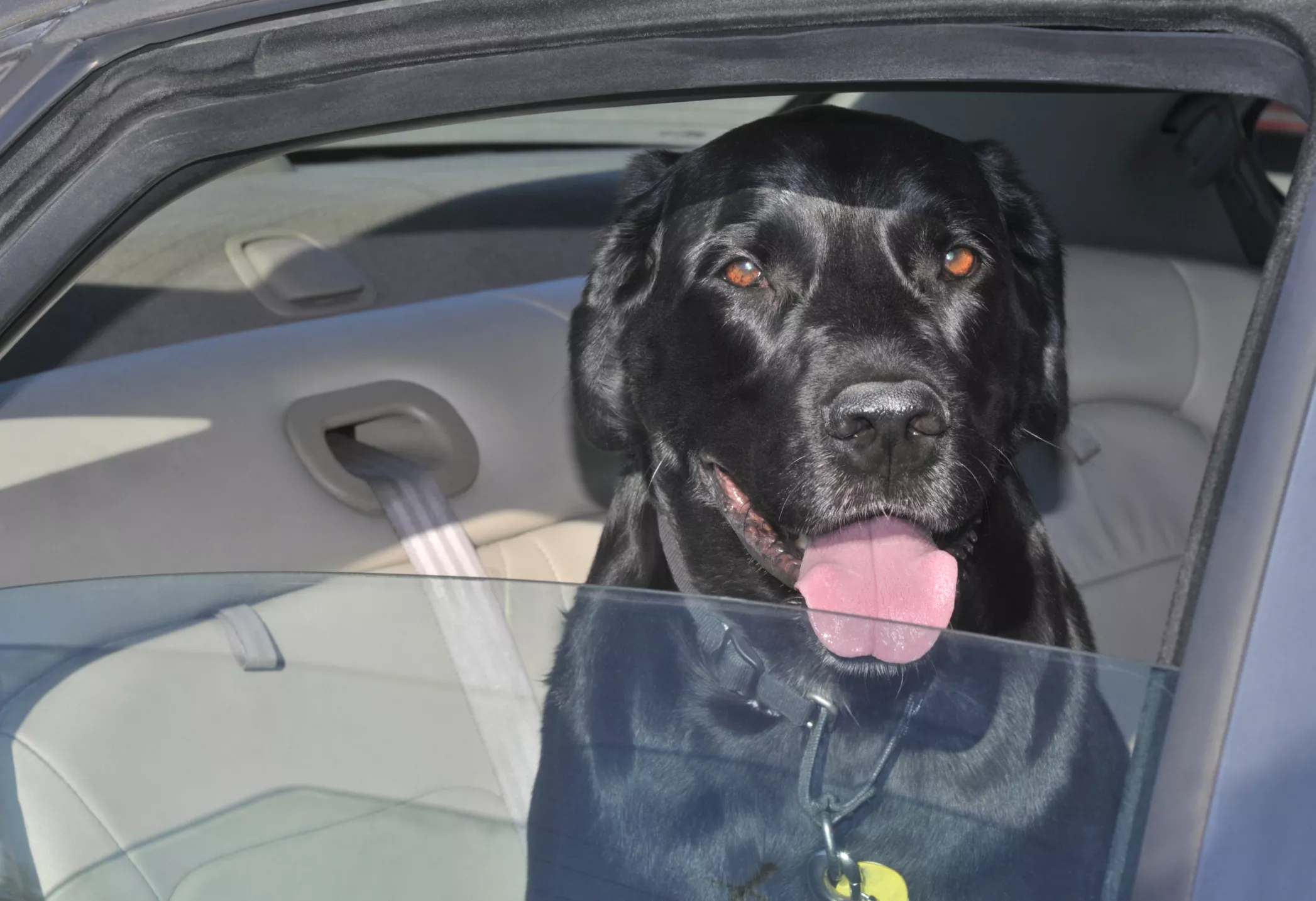 Black dog sitting inside a car.