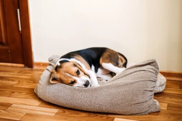 Bilious Vomiting Syndrome in Dogs